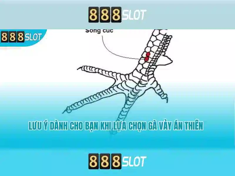 💎ti le ca cuoc dem nay💎